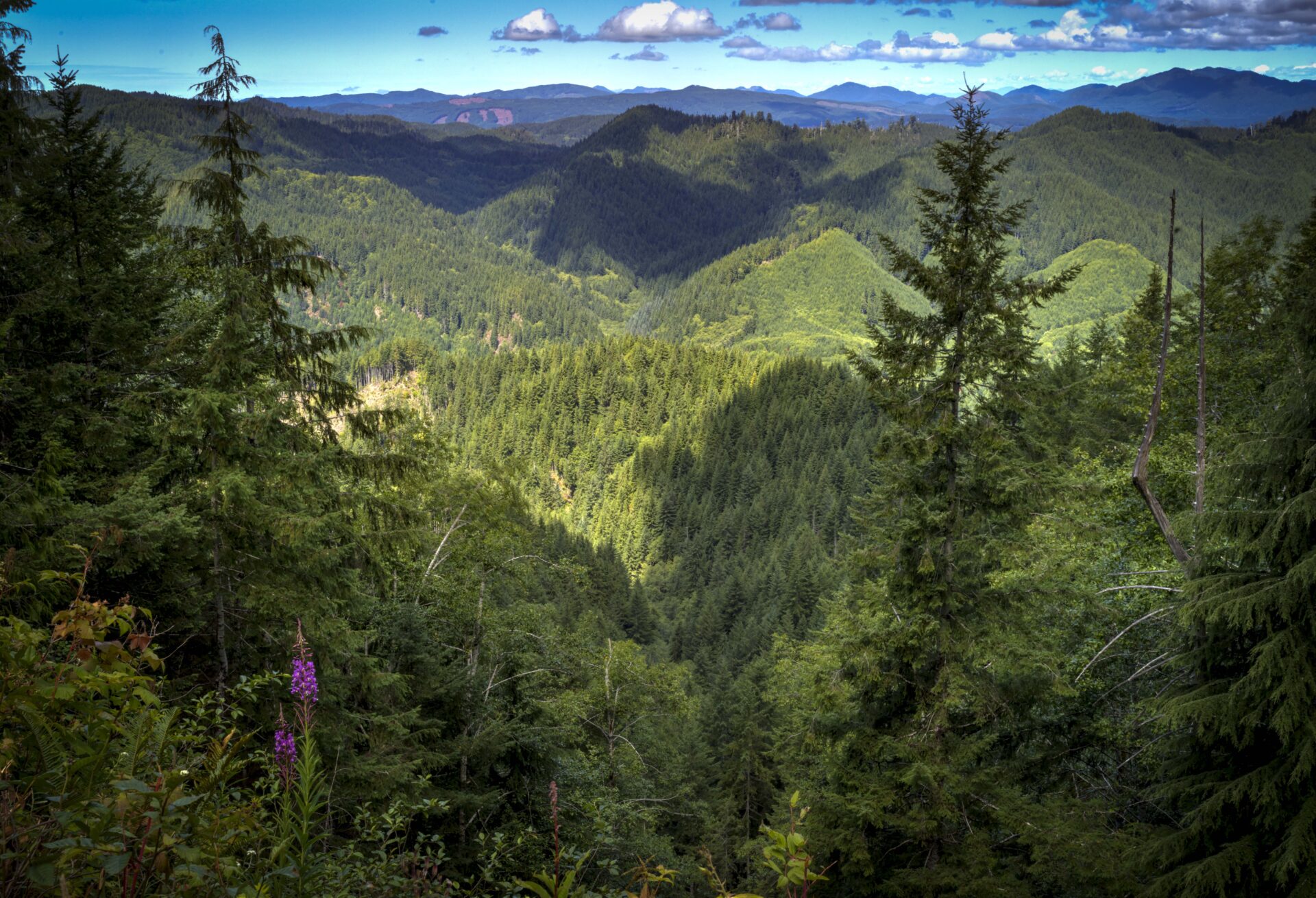 A landscape view of the Quillayute property on Washington’s Olympic Peninsula, owned by EFM Fund III