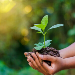 Earth,Day,In,The,Hands,Of,Trees,Growing,Seedlings.,Bokeh